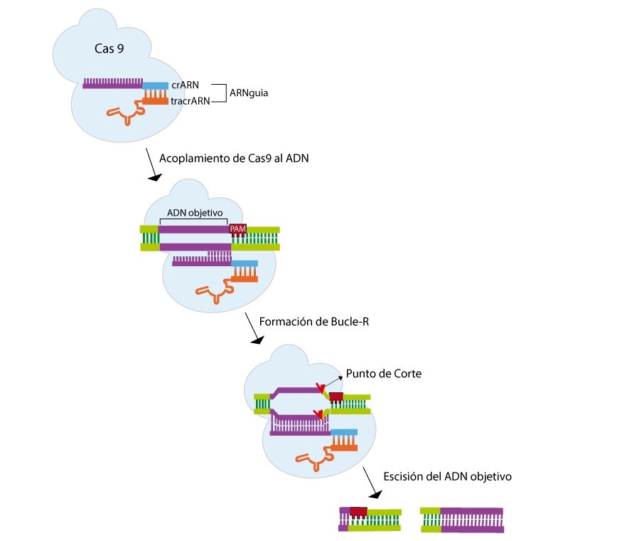 A diagram of a dna sequence

Description automatically generated